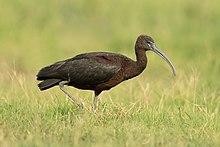 Glossy Ibis - Fogg Dam Conservation Reserve.jpg