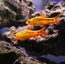 Gold Barb Puntius semifasciolatus 7.png
