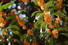 Osmanthus fragrans (orange flowers).jpg