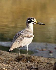 A large black and white bird in a grassy field