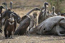 Vulture and Jackal eating together.jpg