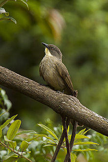Yellow-throated Greenbul - Uganda H8O3440 (17050580852).jpg