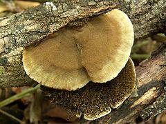 Hexagonia hydnoides 9789.jpg