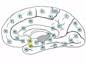 Gray-Brodman-Entorhinal Cortex EC .png