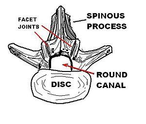 LUMBAR ROUND CANAL.JPG