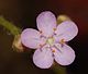 Drosera petiolaris flower 2 Darwiniana.jpg