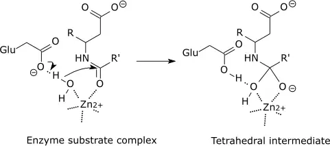 Carboxypeptidase catalysis.png