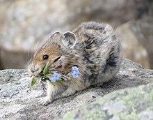 American pika (ochotona princeps) with a mouthful of flowers.jpg
