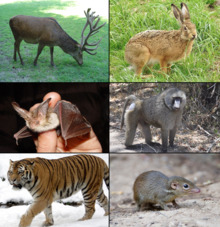 Boreoeutheria.png