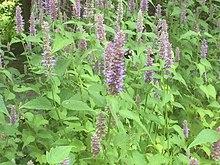 Bumblebees on anise hyssop.jpg
