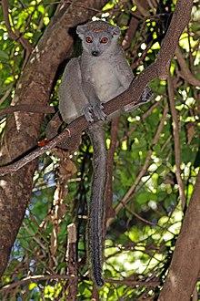 Crowned lemur (Eulemur coronatus) female.jpg