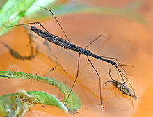 Hydrometra stagnorum01.jpg