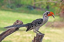 Jackson's hornbill (Tockus jacksoni) male.jpg