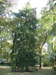 Rennes ParcOberthur Torreya californica.jpg