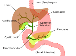 Digestive system showing bile duct.svg