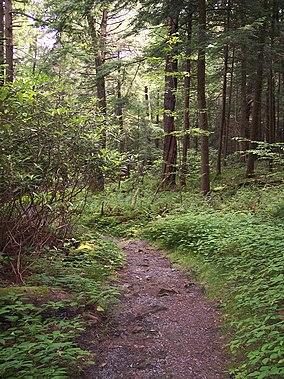 Cathedral State Park West Virginia Cathedral Trail.jpg