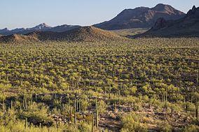 Ironwood Forest National Monument 2016 1.jpg