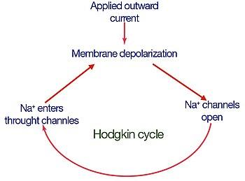 Hodgkin-Cycle.jpg
