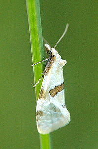 Aethes.cnicana.jpg