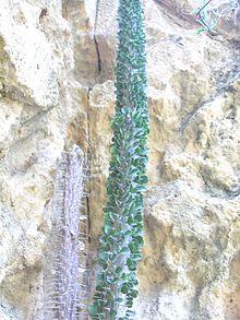 Alluaudia ascendens.JPG