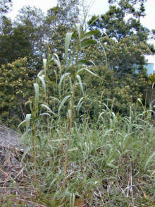 Arundo.donax1web.jpg