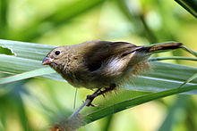Black-faced grassquit (Tiaris bicolor) female.jpg