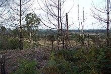 Colony Bog - geograph.org.uk - 59617.jpg