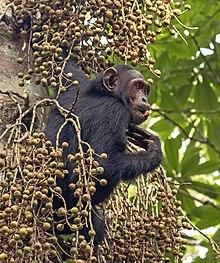 Common chimpanzee (Pan troglodytes schweinfurthii) feeding.jpg