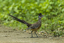 Lesser Roadrunner - Mexico S4E1497.jpg