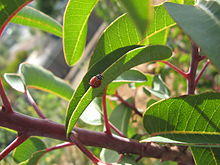 Malosma laurina 1.jpg