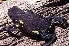 Melanophryniscus montevidensis01a.jpg