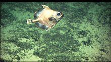 Neocyttus helgae.jpg