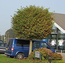 RN Ulmus minor Umbraculifera.JPG