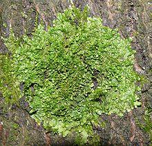 Radula complanata 100108a.jpg