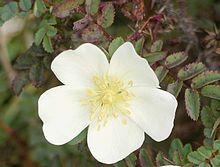 Rosa pimpinellifolia.jpg