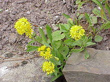 Solidago virgaurea minuta1.jpg