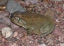 TOAD, SONORAN DESERT (Bufo alvarius) (8-6-13) 78 circulo montana, patagonia lake ranch estates, scc, az -01 (9466158294).jpg