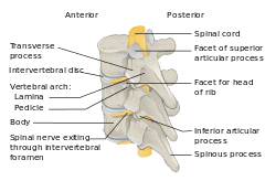 Vertebra Posterolateral-en.svg
