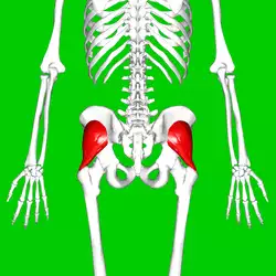 Gluteus minimus muscle07.png