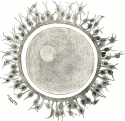 Gray3.png
