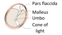 View-normal-tympanic-membrane.png