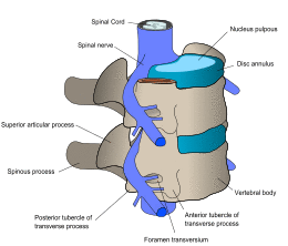 diagram of vertebrae and spinal nerves
