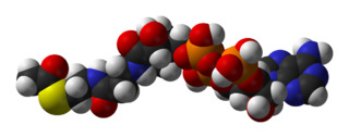 Acetyl-CoA-3D-vdW.png