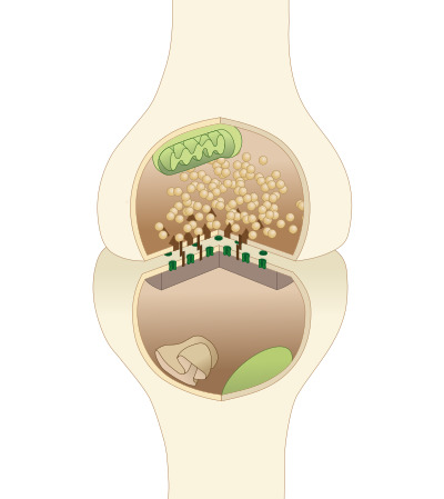 An illustrated chemical synapse