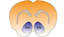 Mouse Nucleus Accumbens.pdf