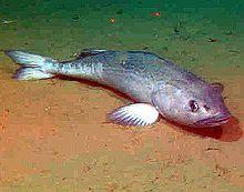 4sablefish 500.jpg
