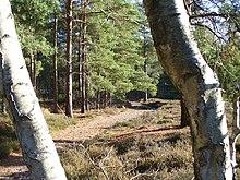 Blackheath Common - geograph.org.uk - 624559.jpg