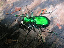 Cicindela sexguttata.JPG