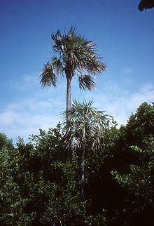 Coccothrinax argentata.jpg