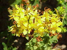 Hypericum quadrangulum0.jpg